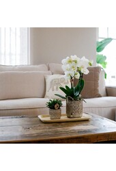 Plantenset Untamed Nature small