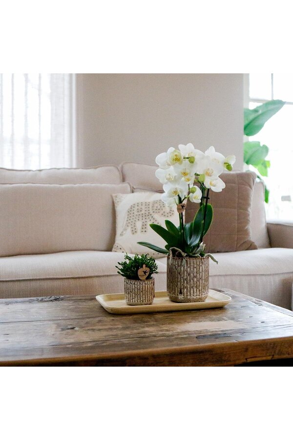 Ensemble de plantes Untamed Nature small