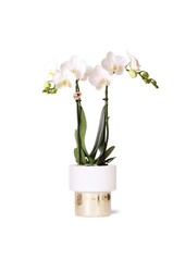 Orchidée Amabilis dans un pot Lush