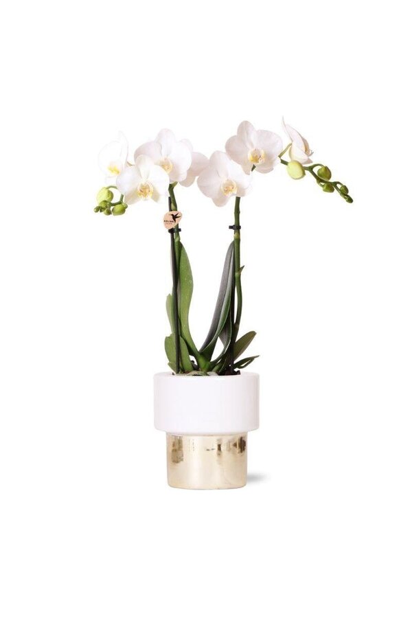 Orchidée Amabilis dans un pot Lush