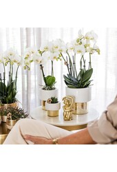 Orchidée Amabilis dans un pot Lush