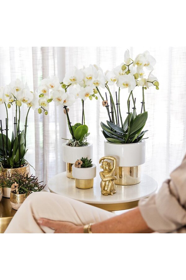 Orchidée Amabilis dans un pot Lush