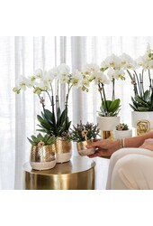 Orchidée Amabilis dans un pot Lush