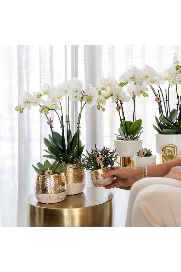 Orchidée Amabilis dans un pot Lush