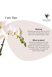 Orchidée Amabilis dans un pot Lush