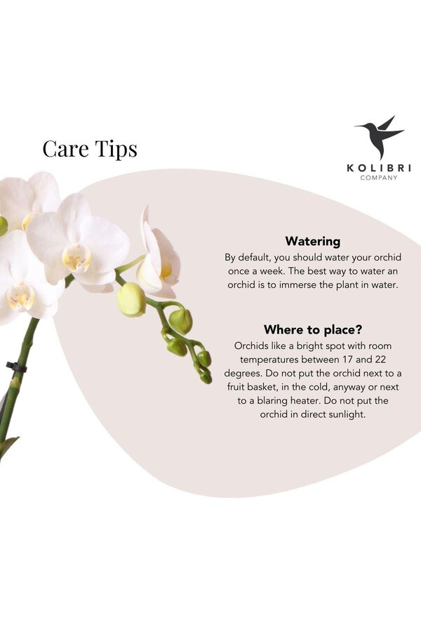 Orchidée Amabilis dans un pot Lush