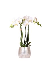 Orchidée Amabilis avec pot Elite argent