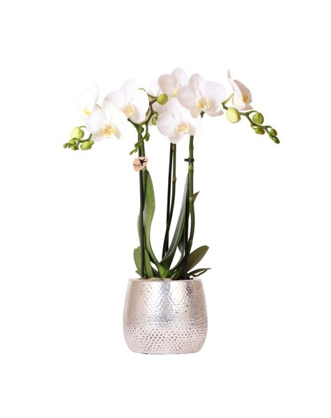 Kolibri Orchids Orchidee