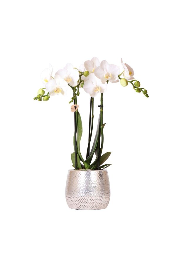 Orchidée Amabilis avec pot Elite argent