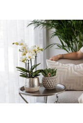 Orchidée Amabilis avec pot Elite argent