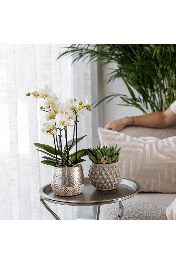 Orchidée Amabilis avec pot Elite argent