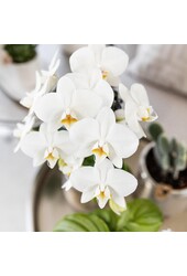 Orchidée Amabilis avec pot Elite argent