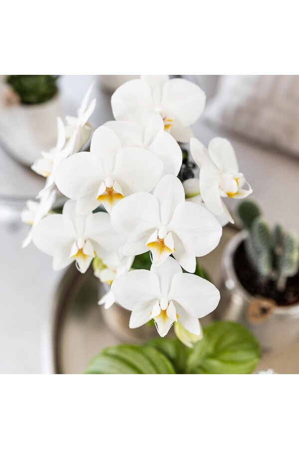 Orchidée Amabilis avec pot Elite argent