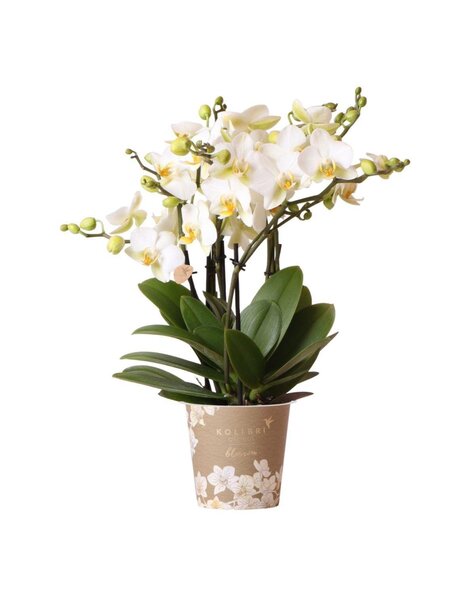 Kolibri Orchids Orchidee