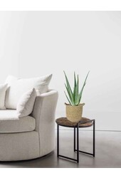Aloe Vera in Nelis naturel pot
