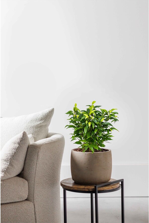 Ficus benjamina Natasja