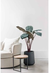 Alocasia Yucatan Princess M