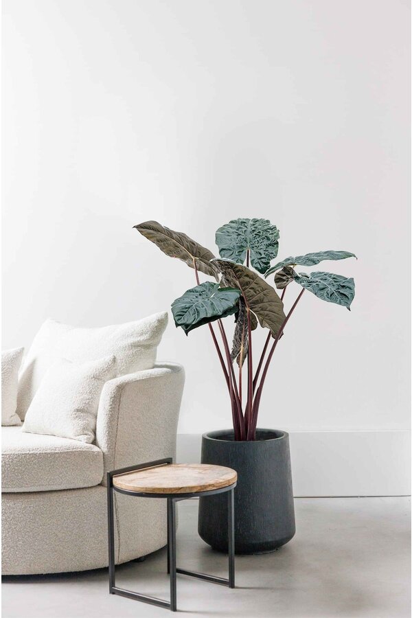 Alocasia Yucatan Princess M