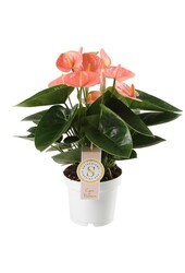 Anthurium Saumon S