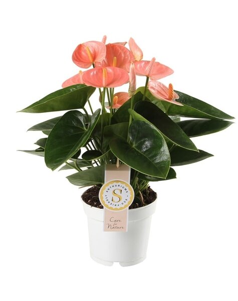 Anthurium