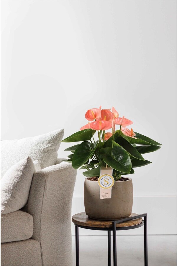 Anthurium Saumon S