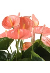 Anthurium Saumon S