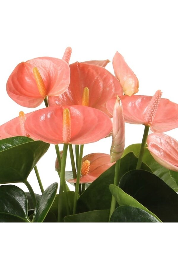 Anthurium Saumon S
