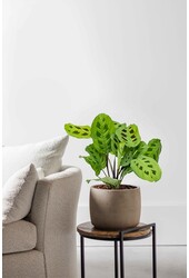 Maranta leuconeura Kerchoveana