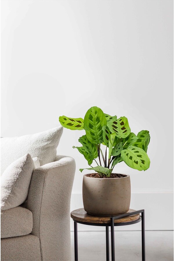 Maranta leuconeura Kerchoveana