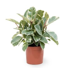 Ficus Elastica