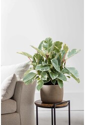 Ficus Elastica Tineke