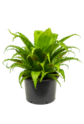 Asplenium Antiquum