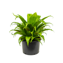 Asplenium