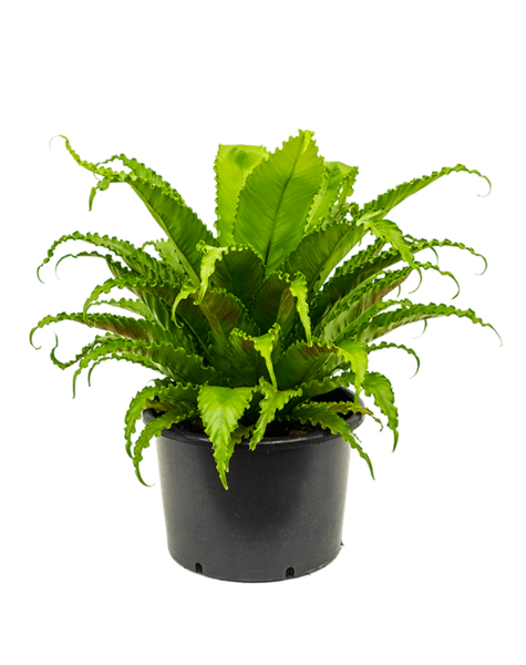 Asplenium