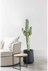Euphorbia ingens L