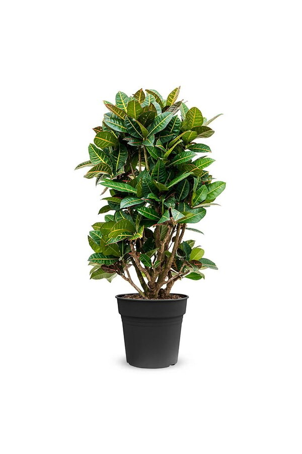 Croton Arbuste Merveilleux Petra XXL