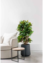 Croton Arbuste Merveilleux Petra XXL