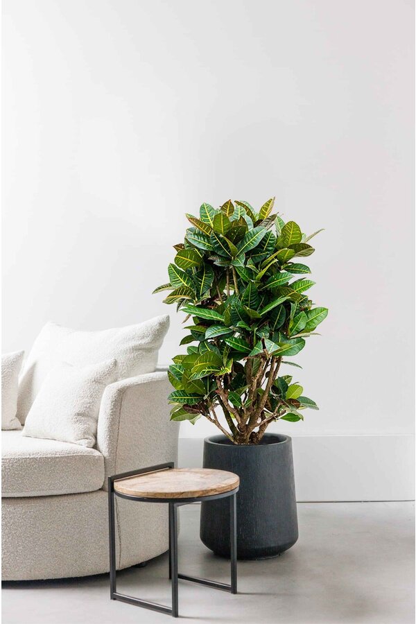 Croton Arbuste Merveilleux Petra XXL