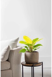 Philodendron Moonlight