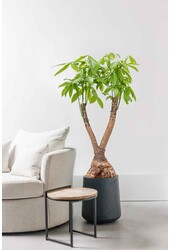 Pachira aquatica vertakt XL