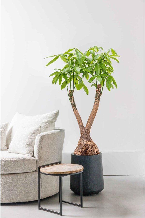 Pachira aquatica vertakt XL