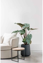 Alocasia Yucatan Princess S