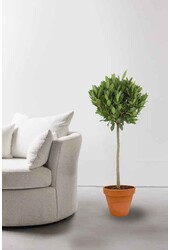 Laurus Nobilis Stam in TerraCotta