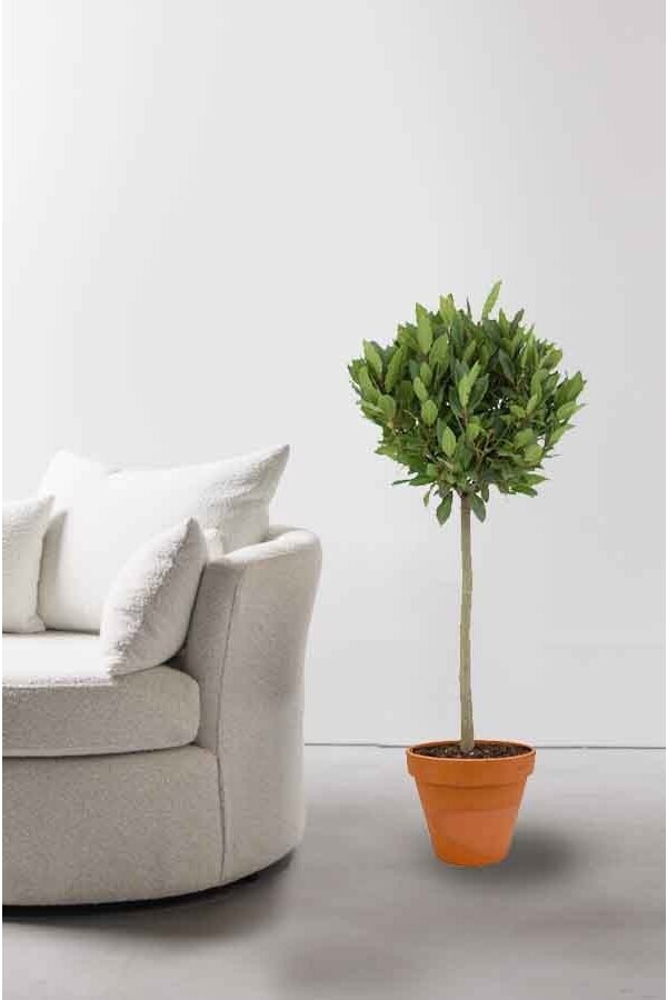 Laurus Nobilis sur Tige en TerraCotta