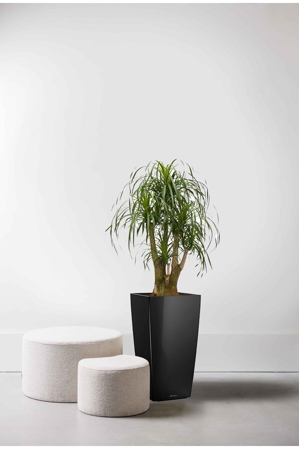 Beaucarnea dans un Cubico auto-arrosant