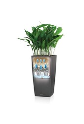 Beaucarnea in Zelfwatergevende Cubico