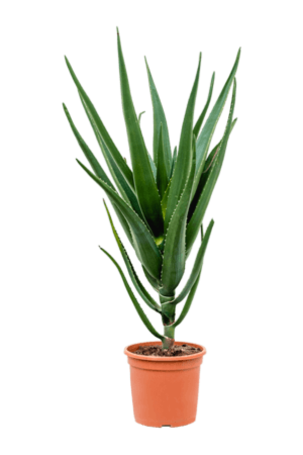 Aloe vera bainesii