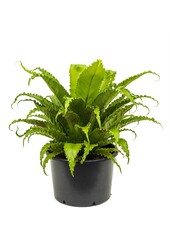 Asplenium Osaka
