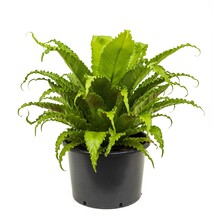 Asplenium