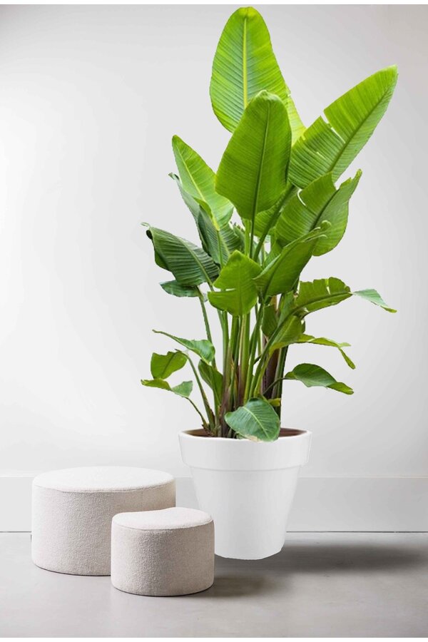 Strelitzia Kingsize in Pure Rond
